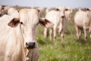 Cattle Farming - Brahman Cattle