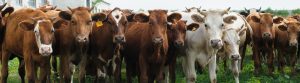 Cattle Farming